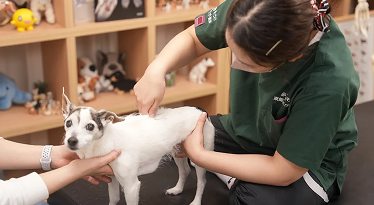 東郷流ペット整体ベーシック講座